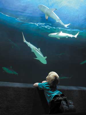 Vancouver Aquariun, boy looking at sharks